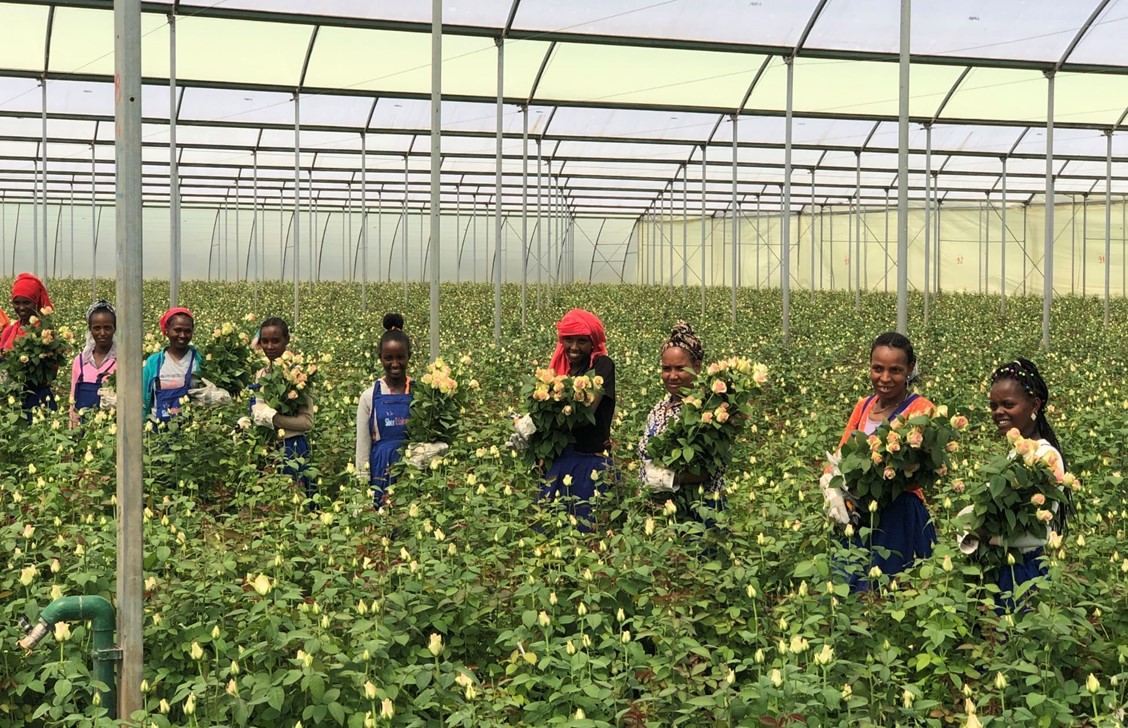 Sher Ethiopia: We believe that joint arrangements will contribute to achieving a sustainable ornamental horticulture chain